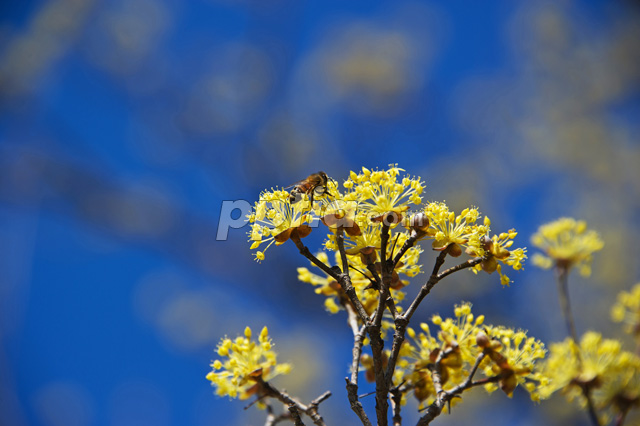 산수유꽃과 벌 이미지 미리보기