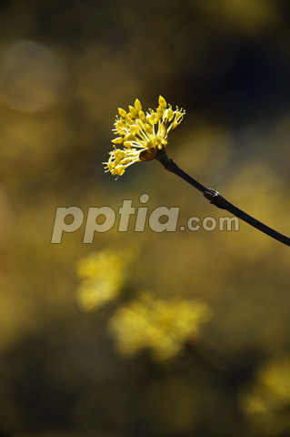 산수유꽃 이미지 미리보기