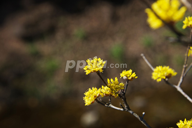 산수유꽃 이미지 미리보기