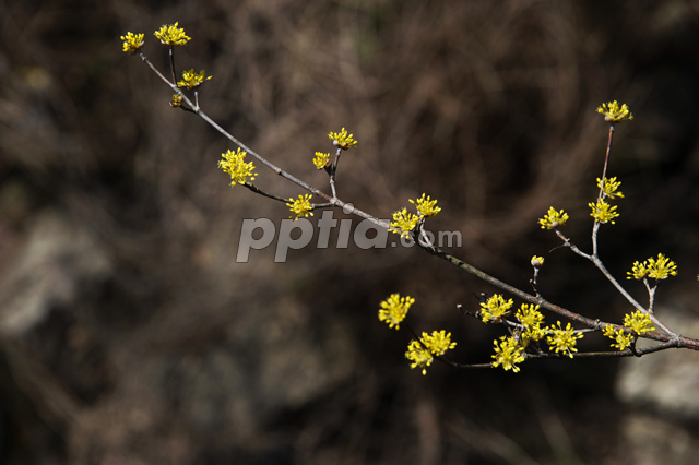 산수유꽃 이미지 미리보기