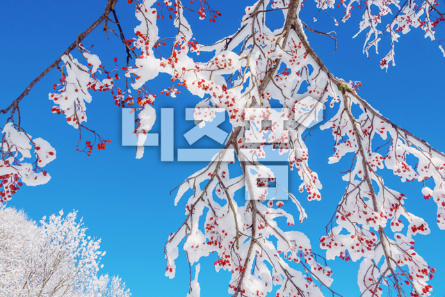 겨울눈으로덮힌산수유 이미지 미리보기