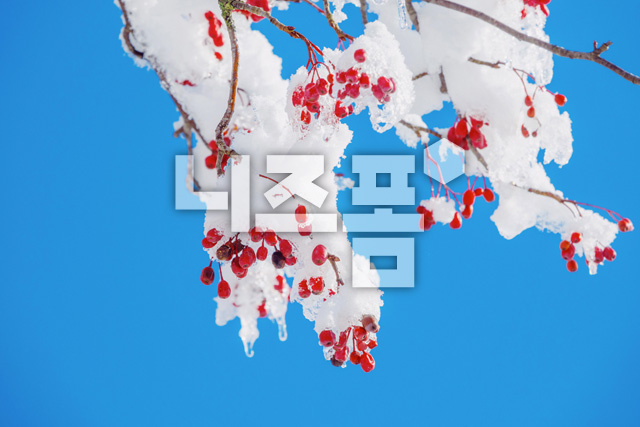 눈덮힌산수유열매 이미지 미리보기
