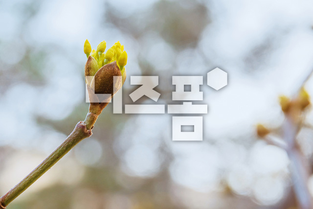 산수유꽃새싹 이미지 미리보기