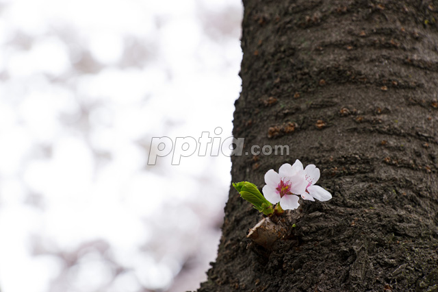 벚꽃 이미지 미리보기