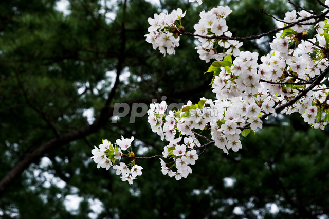 벚꽃 이미지 미리보기