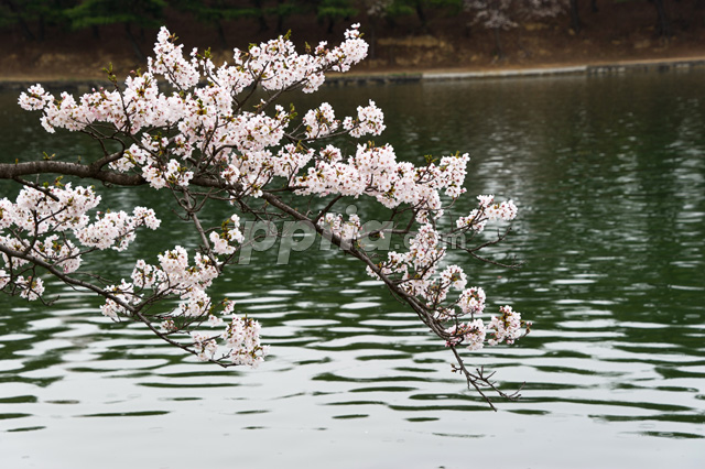 벚꽃 이미지 미리보기