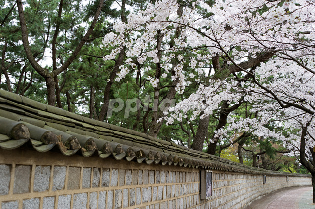 담장과 벚꽃 이미지 미리보기