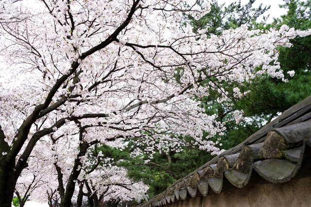 담장과 벚꽃 이미지 미리보기