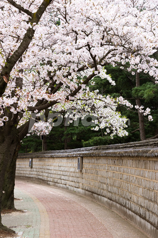 담장과 벚꽃 이미지 미리보기