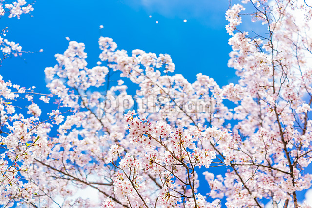 벚꽃 이미지 미리보기