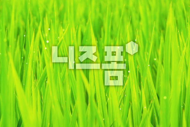 풀잎이슬 이미지 미리보기