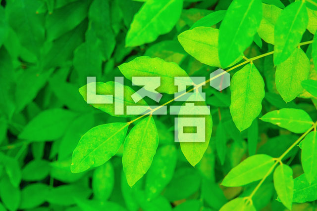 나뭇잎 이미지 미리보기