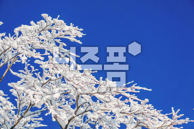 나뭇가지에겨울눈 이미지 미리보기