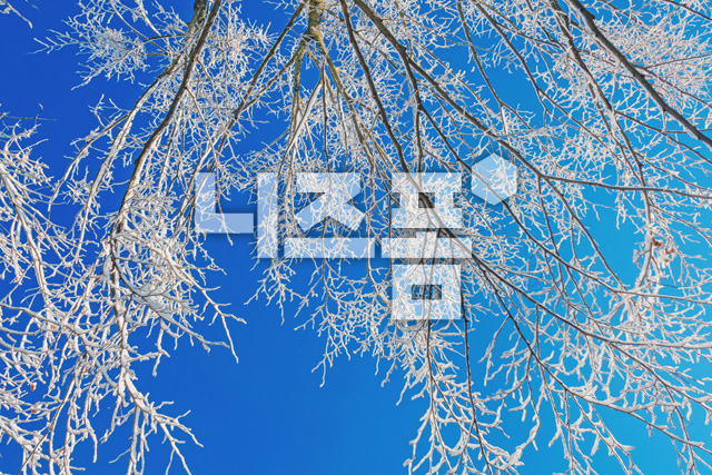겨울눈으로덮은나뭇가지 이미지 미리보기