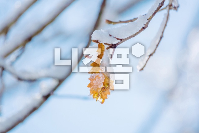 겨울눈내린나뭇잎 이미지 미리보기