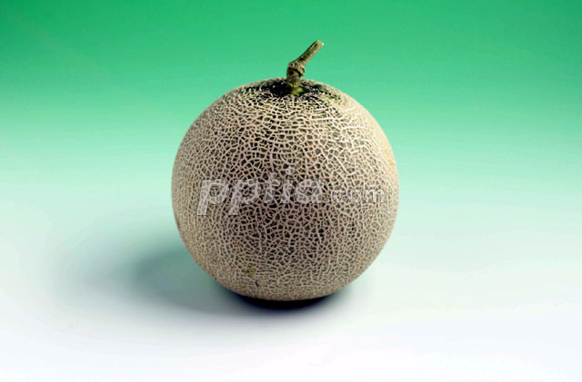메론 이미지 미리보기