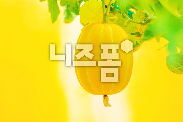 참외 이미지 미리보기