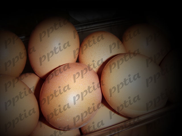 계란 이미지 미리보기