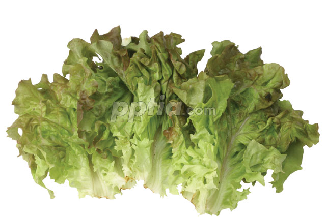 상추 이미지 미리보기