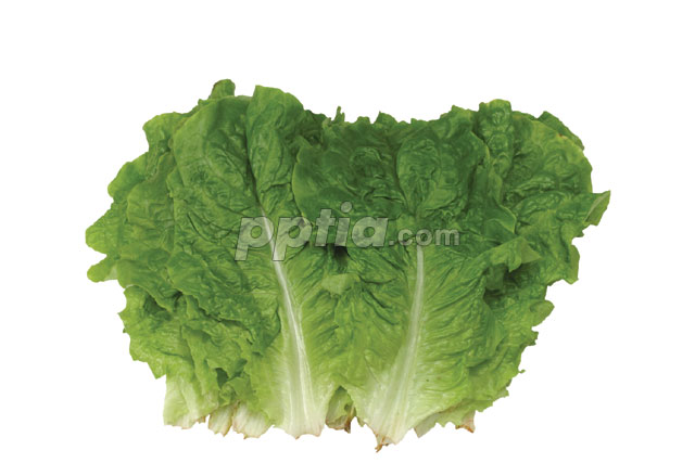 채소 이미지 미리보기