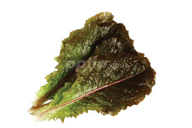 채소 이미지 미리보기