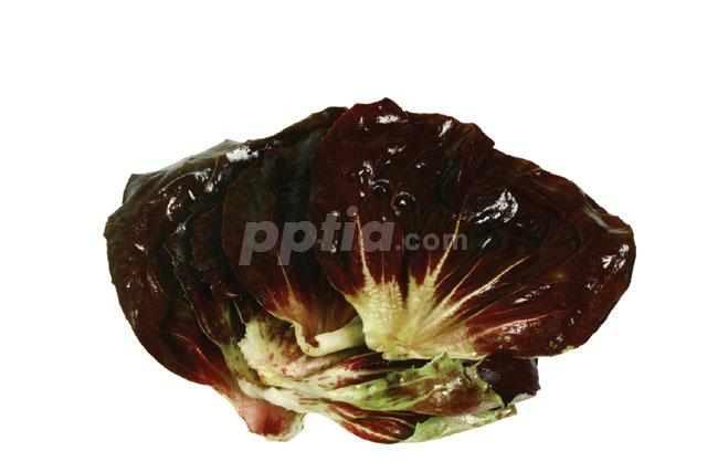 채소 이미지 미리보기