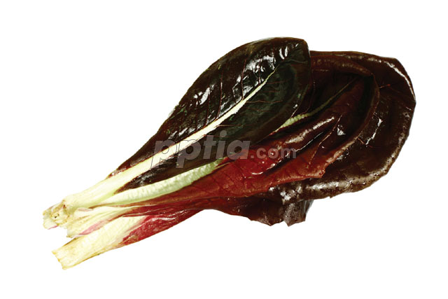채소 이미지 미리보기