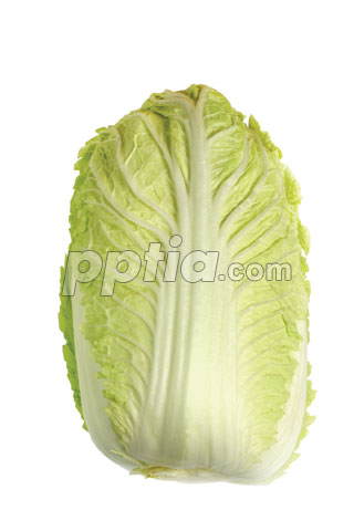 배추 이미지 미리보기