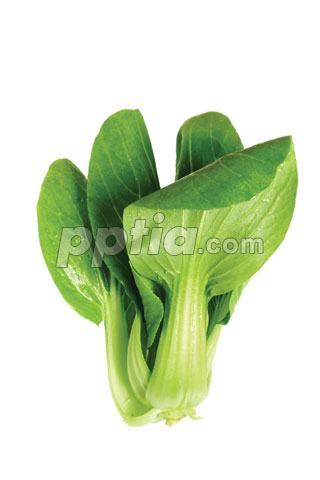 청경채 이미지 미리보기