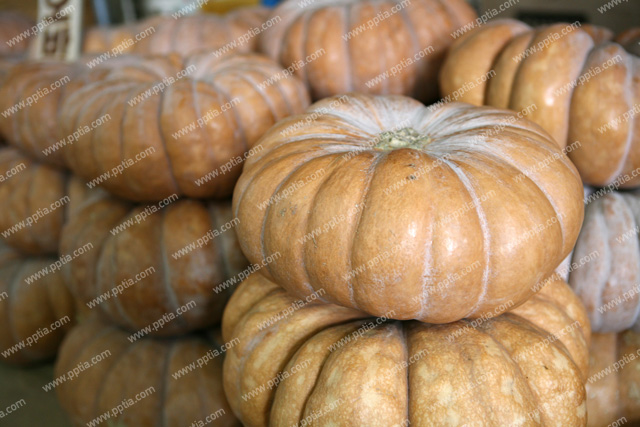 호박 이미지 미리보기