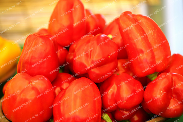 파프리카 이미지 미리보기