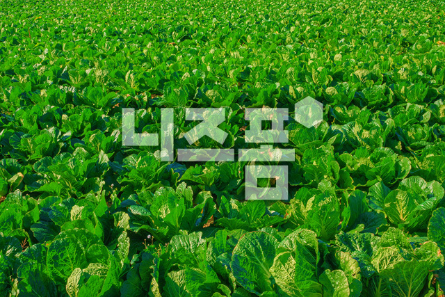 배추밭 이미지 미리보기