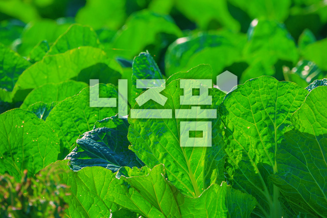 배추 이미지 미리보기