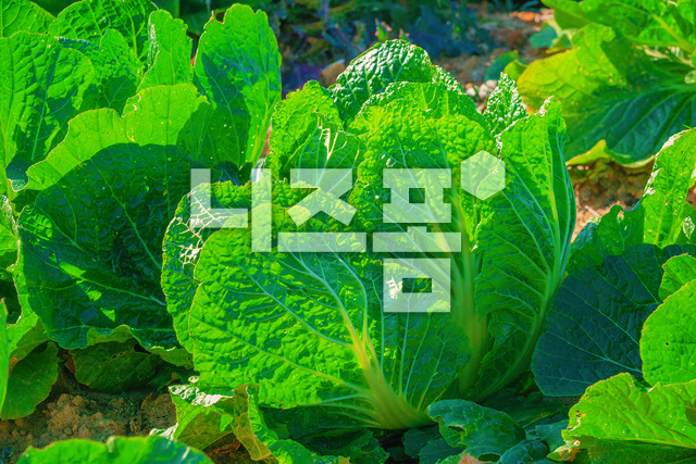 배추 이미지 미리보기