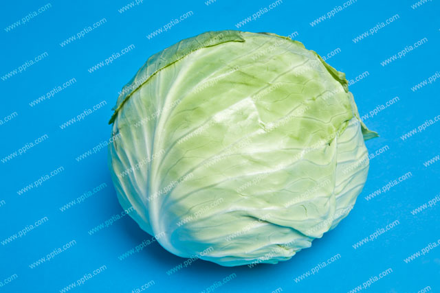 양배추 이미지 미리보기