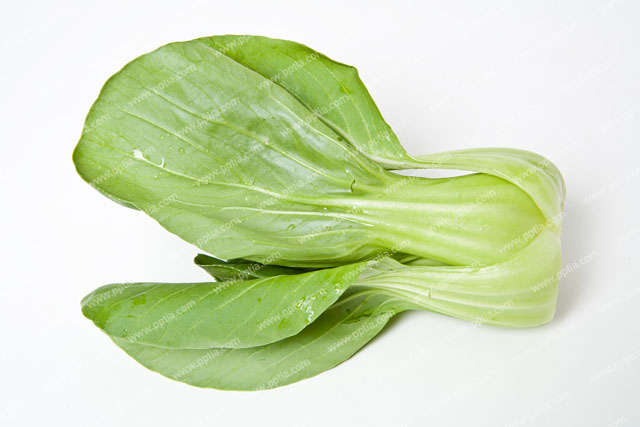 청경채 이미지 미리보기