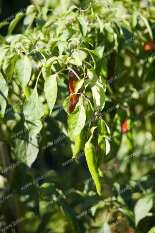 고추 이미지 미리보기