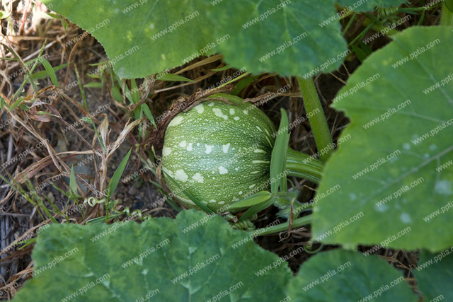 호박 이미지 미리보기