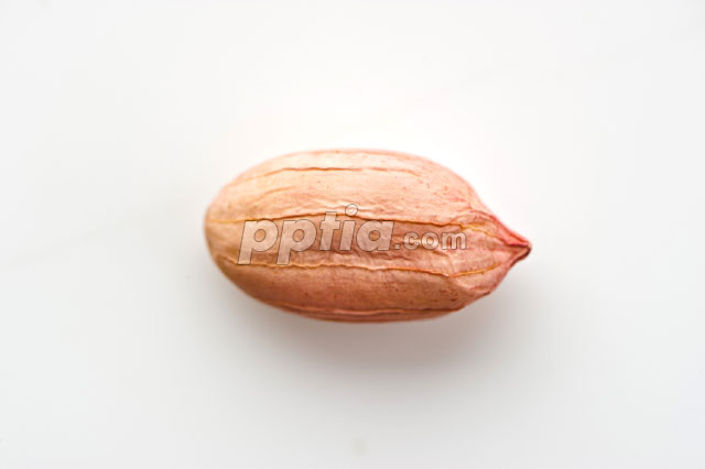 땅콩 한알 이미지 미리보기