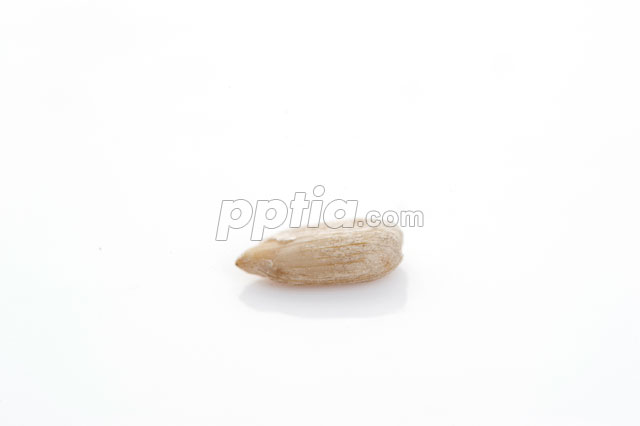 해바라기씨 이미지 미리보기