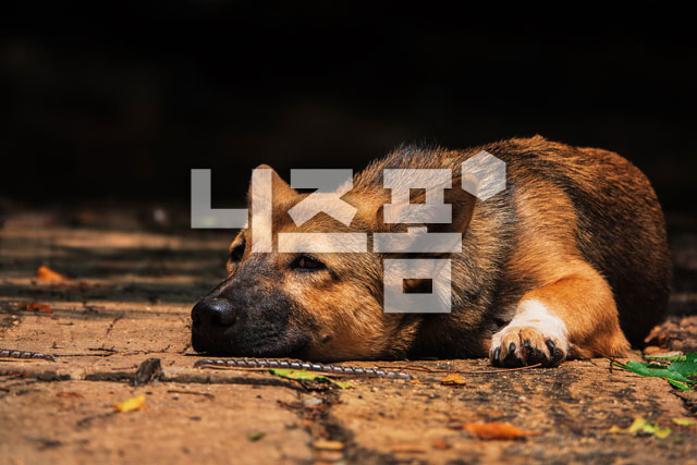 개 이미지 미리보기