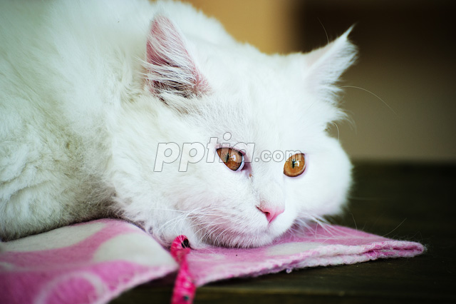 고양이 이미지 미리보기