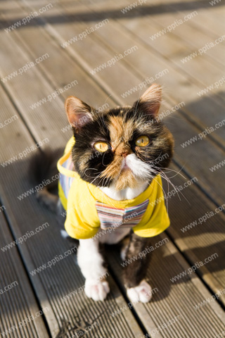 고양이 이미지 미리보기