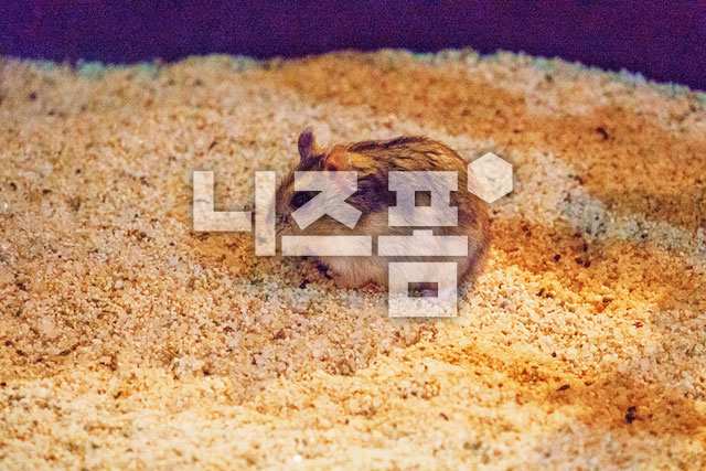 햄스터 이미지 미리보기