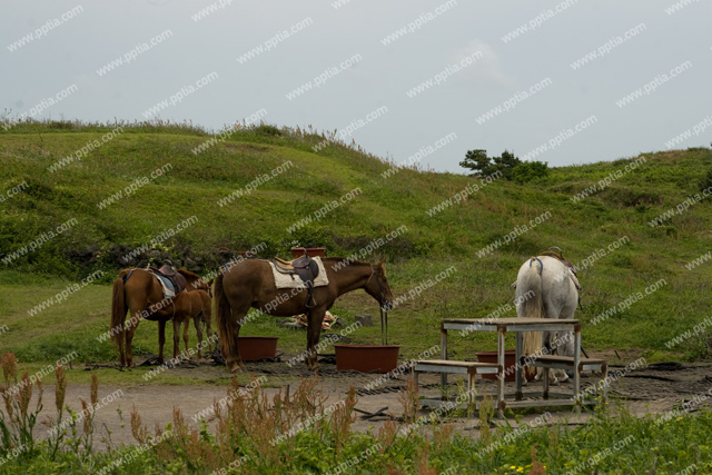 제주도 말 이미지 미리보기