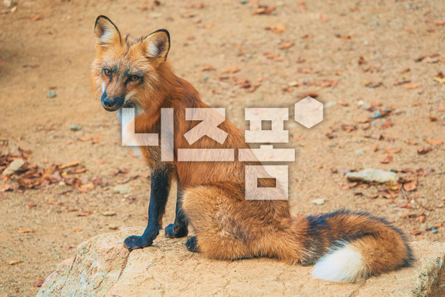 여우 이미지 미리보기