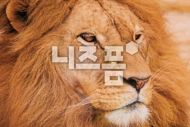 사자 이미지 미리보기