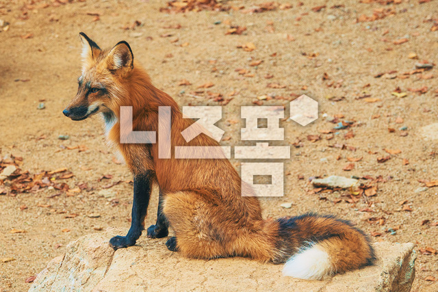 여우 이미지 미리보기