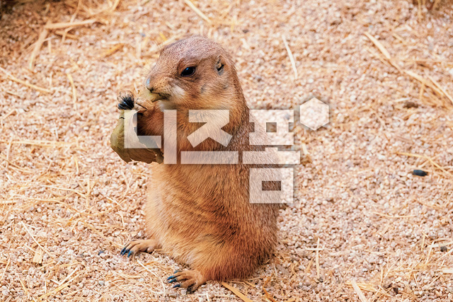 프레리독 이미지 미리보기