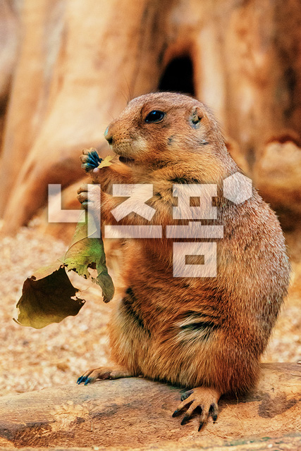 프레리독 이미지 미리보기